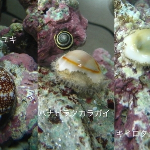 綺麗な タカラガイ（2種 8匹セット） 沖縄よりお届け（st2）の画像2