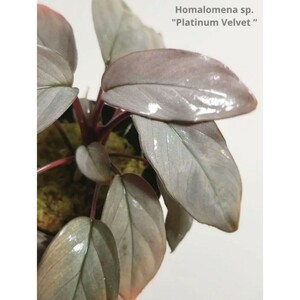 ①【 美株 】ホマロメナ プラチナベルベットHomalomena sp. Platinum Velvet “ Kepulauan Riau ブセファンドラ 水草