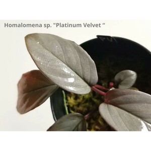 ③【 美株 】ホマロメナ プラチナベルベットHomalomena sp. Platinum Velvet “ Kepulauan Riau ブセファンドラ 水草