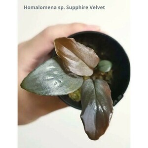 ②【 美株 】ホマロメナ サファイアベルベットHomalomena sp. Supphire Velvet ブセファンドラ 水草 プラチナ パルダリウム ベゴニア