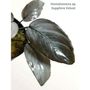 ③【 美株 】ホマロメナ サファイアベルベットHomalomena sp. Supphire Velvet ブセファンドラ 水草 プラチナ パルダリウム ベゴニア