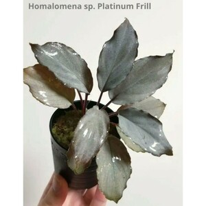 ①【 美株 】ホマロメナ プラチナフリルHomalomena sp. Platinum Frill ブセファンドラ 水草 プラチナ パルダリウム ベゴニア