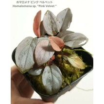 B【美株】親株 ホマロメナ ピンク ベルベットHomalomena sp. Pink Velvet “ ブセファンドラ 水草 観葉植物 多湿 パルダリウム 水上葉_画像1