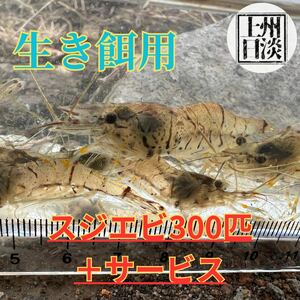 [群馬県産] ★スジエビ★300匹セット＋数匹サービス 生餌用 観賞用 日淡 アクアリウム