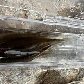 [湧き水] [群馬県産] モツゴ (クチボソ）50匹セット 日淡 アクアリウム 天然の画像5