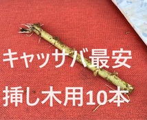 最安値◆キャッサバ　挿し木若枝10本ｘ10cm■耐寒性が強い、特別な品種！◆相葉マナブ絶賛・甘味種。キャッサバ苗、タピオカ、マンジョッカ_画像1