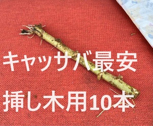 最安値です。◆キャッサバ　挿し木若枝10本ｘ10cm■耐寒性強い特別な品種！相葉マナブ絶賛・甘味種。キャッサバ苗、タピオカ、マンジョッカ