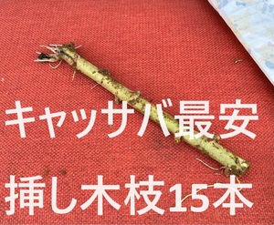 最安値◆キャッサバ　挿し木若枝15本ｘ10cm■耐寒性が強い、特別な品種！◆相葉マナブ絶賛・甘味種。キャッサバ苗、タピオカ、マンジョッカ