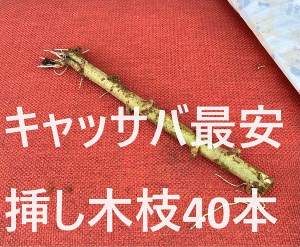 半額以下！◆美味しい、キャッサバ　挿し木若枝40本■航空便◆相葉マナブ絶賛・甘味種。キャッサバ苗、タピオカ、マンジョッカ