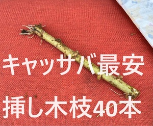 半額！◆キャッサバ　挿し木若枝40本■耐寒性が強い、特別な品種！航空便◆相葉マナブ絶賛・甘味種。キャッサバ苗、タピオカ、マンジョッカ