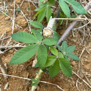 キャッサバ、発根済みの根と、枝◆挿し木枝、60サイズ箱満杯です◆キャッサバ苗・甘味種◆キャッサバ芋、タピオカ、マンジョッカ、限定品の画像10