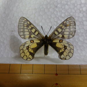 蝶標本　貴重種　ウスバキチョウ　♂（北海道上川郡大雪山産）1963年規制前の採集品
