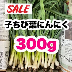 【農家直送】子ちび葉にんにく 300g 即購入OK v1322