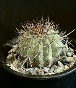 古株からのカキコ　コピアポア カルデラナCopiapoa,calderana 帝冠竜　発根済み　サボテン コピアポア 多肉植物 黒王丸 