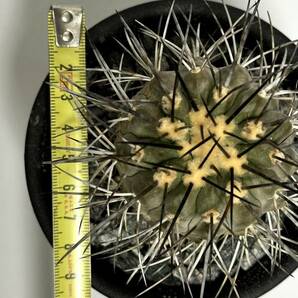 実生 15年 コピアポア デアルバータ Copiapoa dealbata 黒士冠 古株 フィールドナンバー付 サボテン 多肉植物 黒王丸 の画像3