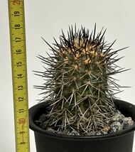 実生 17年 コピアポア カルデラナ　Copiapoa,calderana 帝冠竜 古株　フィールドナンバー付　サボテン 多肉植物 黒王丸 _画像5