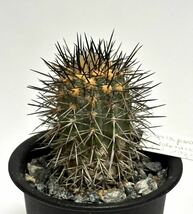 実生 17年 コピアポア カルデラナ　Copiapoa,calderana 帝冠竜 古株　フィールドナンバー付　サボテン 多肉植物 黒王丸 _画像1