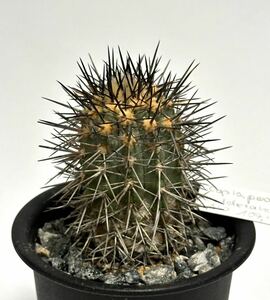 実生 17年 コピアポア カルデラナ　Copiapoa,calderana 帝冠竜 古株　フィールドナンバー付　サボテン 多肉植物 黒王丸 