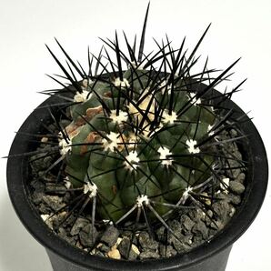 山木 現地球 コピアポア シネレア 黒王丸 copiapoa cinerea 特大カキコ 傷跡あり サボテン 多肉植物の画像3