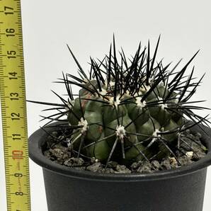 山木 現地球 コピアポア シネレア 黒王丸 copiapoa cinerea 特大カキコ 傷跡あり サボテン 多肉植物の画像5