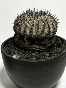 copiapoa cinerea コピアポア シネレア　黒王丸　現地球 山木 自根　大株　強刺　ワイルド株　サボテン　多肉植物 グレー肌　