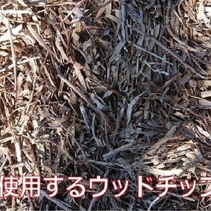 カブトムシの幼虫 200匹+4匹 浜松市天竜川 河川敷原産の画像8