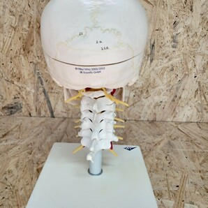 整体 骨格模型 人体模型 頭蓋骨 頚椎 頭部 3B Scientific GmbH カイロ 理学療法 教材 スカルの画像4