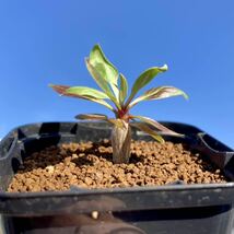 フォークイエリア・プルプシー 種子 5粒 Fouquieria purpusii (1/3) /塊根植物 コーデックス_画像5