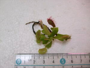 ハエトリソウ Dionaea muscipula Phalanx 抜き苗 食虫植物 A