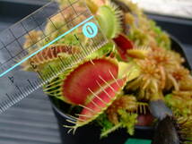 ハエトリソウ Dionaea muscipula Phalanx 抜き苗 食虫植物 C_画像6