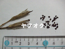 絞り咲き カワラナデシコ 種子 15粒 山野草_画像2