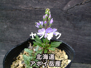 アポイクワガタ 種子 20粒 北海道 アポイ岳産 高山植物 山野草