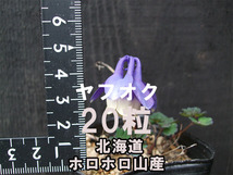 ホロホロヤマ ミヤマオダマキ 種子 20粒 (北海道ホロホロ山産) 山野草_画像1