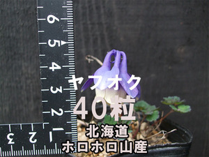 ホロホロヤマ ミヤマオダマキ 種子 40粒 (北海道ホロホロ山産) 山野草