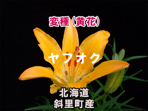 【希少・変種】 黄花エゾスカシユリ (エゾスカシユリの黄花変種) 種子 15粒 北海道斜里町産 山野草