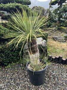  very thick Lost la-ta departure root yucca enduring cold .-15 Driger ten ground .. symbol tree Yucca gardening 