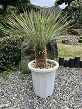 ユッカ ロストラータ 太 発根　耐寒性-15 ドライガーデン 地植え シンボルツリー Yucca ガーデニング _画像1