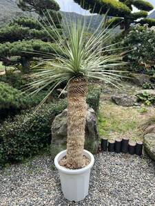 1m51.5cm 太株 ユッカ ロストラータ 発根　耐寒性-15 ドライガーデン 地植え シンボルツリー Yucca ガーデニング 庭