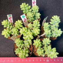 送料無料 AA158 新玉つづり ③ 多肉植物　エケベリア いとうぐりーん1苗 _画像1