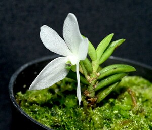 洋蘭原種 (715) 花付き　ミニチュアオーキッド Trichoglotiis biglandulosa トリコグロティス　ビグランデュロサ
