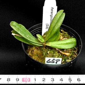 洋蘭原種 (659) Aerangis biloba エランギス　ビロバ