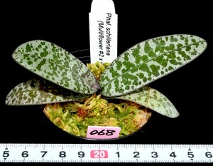 洋蘭原種 (068) 葉の綺麗な胡蝶蘭 Phal. schilleriana (Multi Flower x Red Stripe)（SIb) ファレノプシス シレリアナSIb