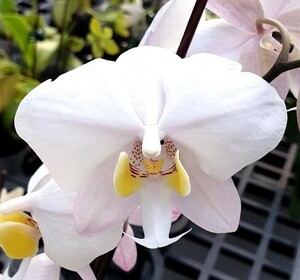 洋蘭原種 (175) 葉の綺麗な胡蝶蘭　Phal. philippinensis ファレノプシス フィリピネンシス