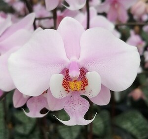 洋蘭原種 (162) 再入荷 大きめのサイズ　丸葉の葉の綺麗な胡蝶蘭　Phal. シレリアナ' Phal. schilleriana 'MSH'