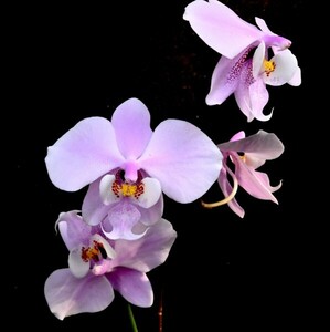 洋蘭原種 (116) 花芽つき　葉の綺麗な胡蝶蘭 Phal. schilleriana （SIb) ファレノプシス シレリアナSIb