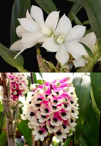 洋蘭 (1263) 新入荷　とても珍しい交配　() Den. Hsinying Smile (prasinum x smillieae) デンドロビューム シンインスマイル