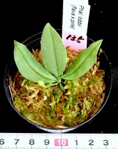 洋蘭原種 (135) １輪ですが花芽付き 待望の再入荷 Phal. lobii (flava x Pink) ファレノプシス ロビー (フラバ　x ピンク）_画像5