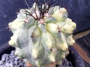 ★☆[ぺてぃのお店] 　コピアポア　マレッティアーナ　錦　　Copiapoa malletiana カキ子　自根　☆★