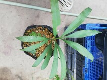 ★☆[ぺてぃのお店] 　サイカス　デバオエンシス　　cycas debaoensis　☆★_画像2