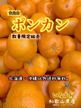 ポンカン　B品　傷あり品　数量限定　早い者勝ち　柑橘　人気　フルーツ　旬　みかん　傷あり_画像1